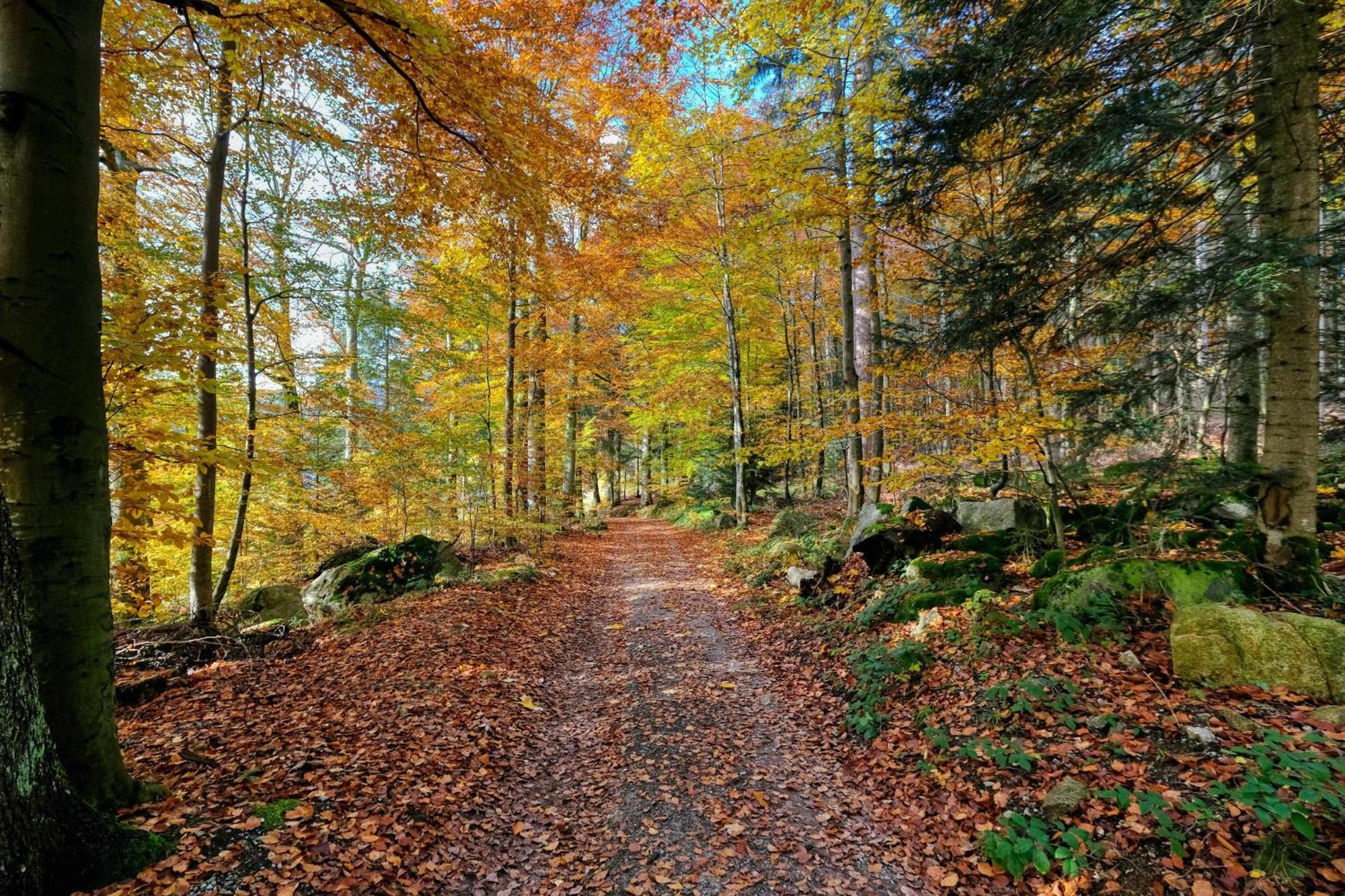 Zum Alten Waerterhaus Forbach Zewnętrze zdjęcie